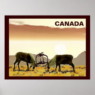 Poster Caribou Duel - Canada