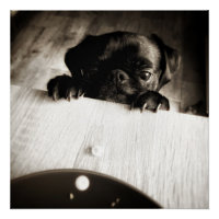 carlin à regarder en bw