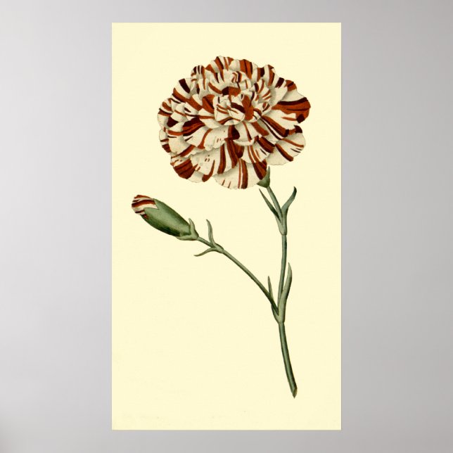 Poster Carnation rose (Devant)