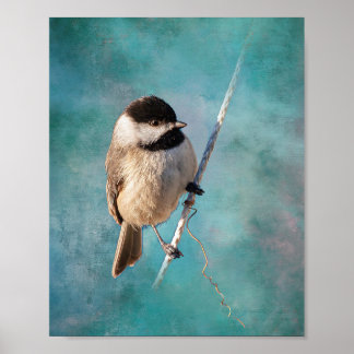 Poster Carolina Chickadee