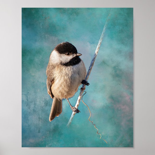Poster Carolina Chickadee (Devant)