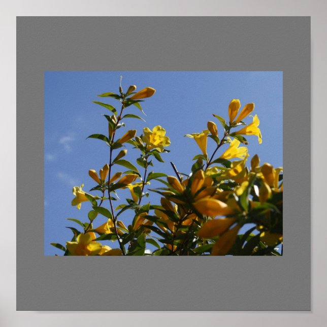 Poster Carolina Jasmine (Devant)