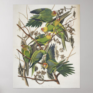 Poster Carolina Parakeet, de 'Birds of America', 1829