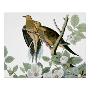 Poster Carolina Pigeon Audubon Morning Dove
