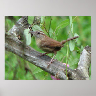 Poster Carolina Wren