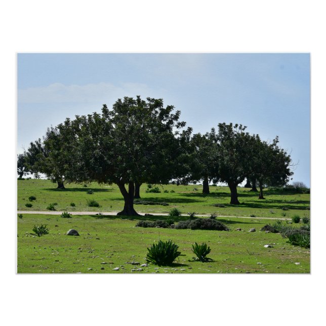 Poster Caroubiers sur la péninsule d'Akamas à Chypre (Devant)