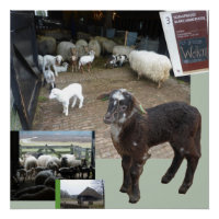 Poster Carré Sheepfold with Lambs