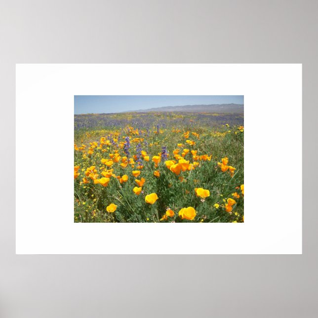 Poster Carrizo Fleurs sauvages (Devant)