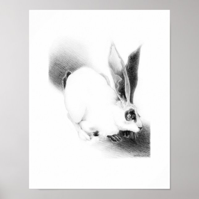 Poster Carte de lièvre sauvage (Devant)