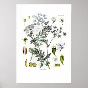 Poster Carum carvi (carvi)