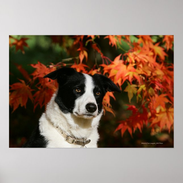 Poster Casque Collie Automne Bordure (Devant)