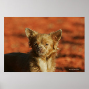Poster Casquette Chihuahua Puppy