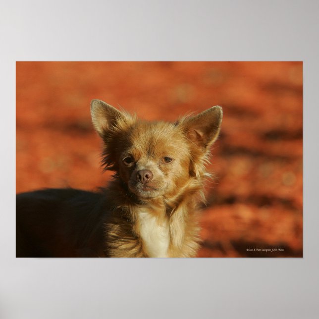 Poster Casquette Chihuahua Puppy (Devant)