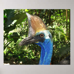 Poster Cassowary Portrait