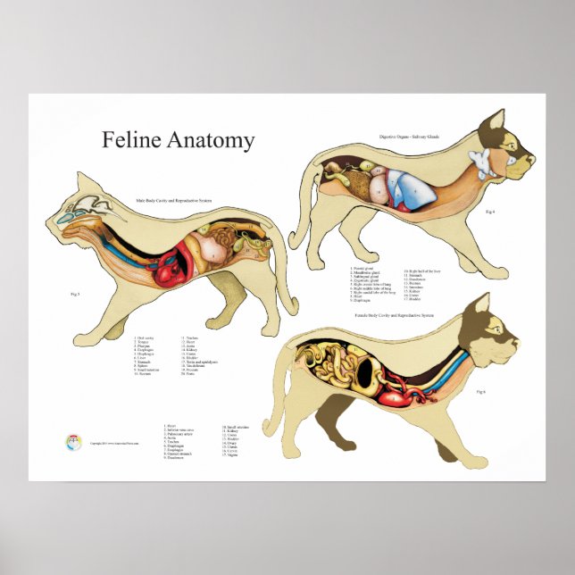 Poster Cat Internal Organ Anatomy Veterinary Chart (Devant)