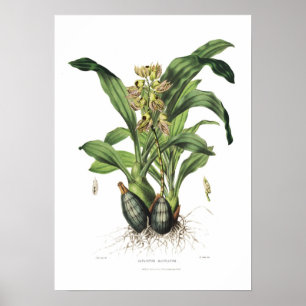 Poster Catasetum maculatum par Miss Drake.
