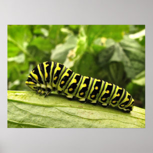 Poster Caterpillar noire