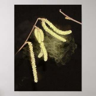 Poster Catkins pollinisant