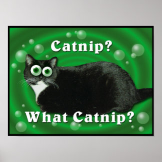 Poster Catnip Kitty