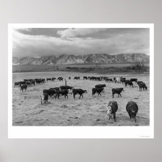 Poster Cattle In South Farm 1943
