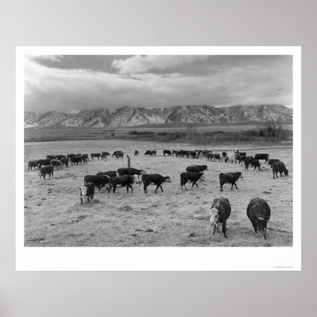 Poster Cattle In South Farm 1943 (Devant)
