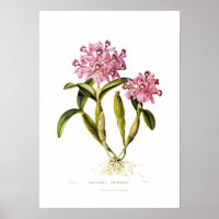 Cattleya skinneri par Augusta Innes Withers.