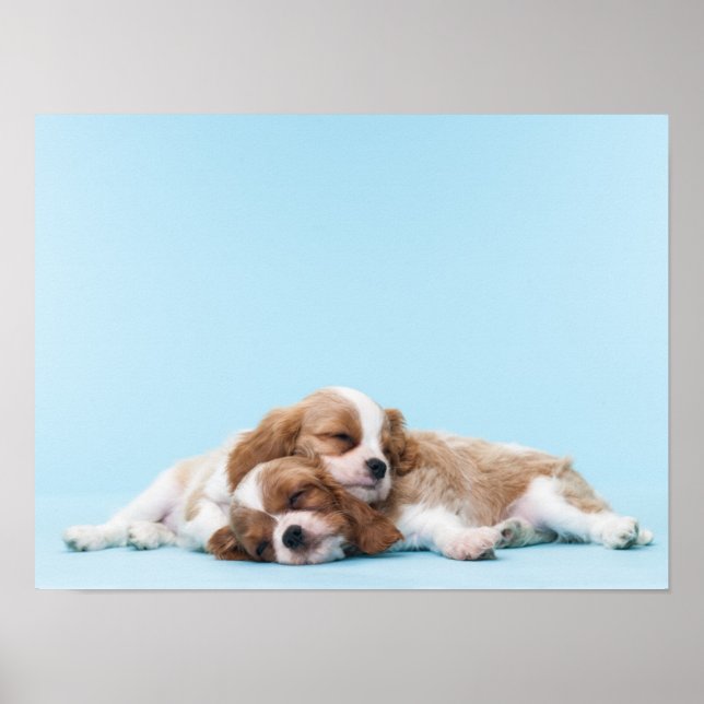 Poster Cavalier King Charles Spaniels Sleeping (Devant)