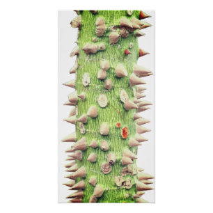 Poster Ceiba speciosa, soie à soie