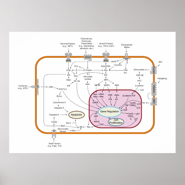 Poster Cell Signal Transduction Pathways Diagram (Devant)