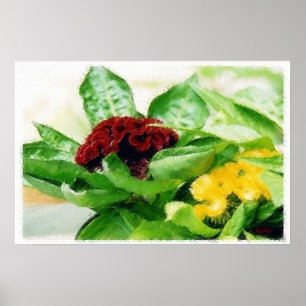Poster Celosia/Cockscomb