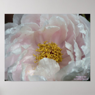 Poster Centre de fleur Macro rose Peony