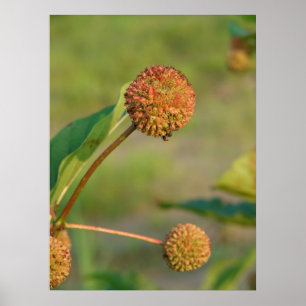 Poster Cephalanthus occidentalis