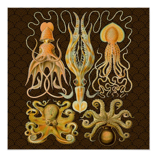 Poster Cephalopod poulpe calmar Nature marine (Devant)