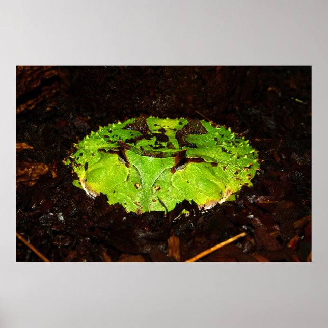 Poster Ceratophrys Cornuta (Devant)