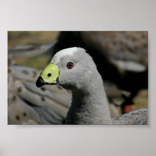 Poster Cereopsis novaehollandiae ou Cape Barren Goose