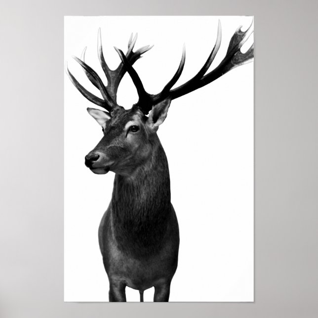 Poster Cerf (Devant)