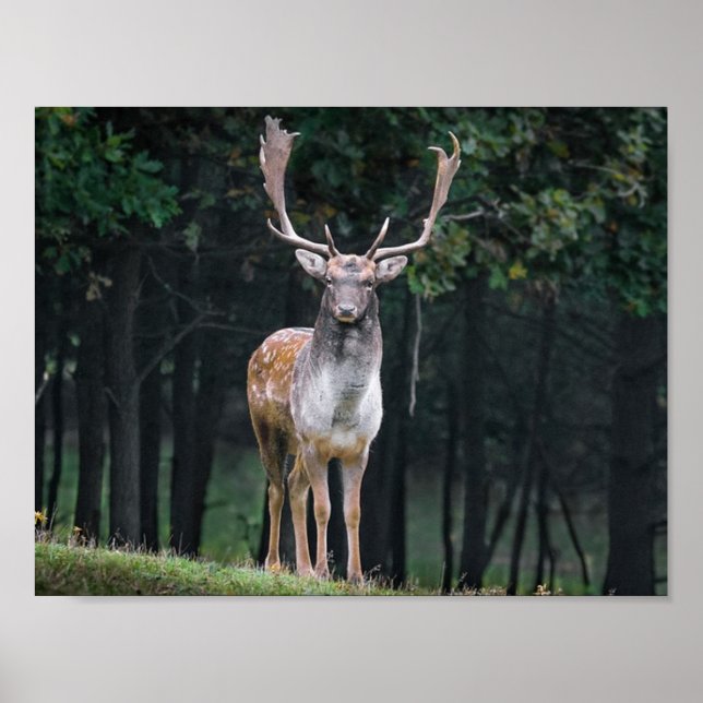 Poster Cerf (Devant)