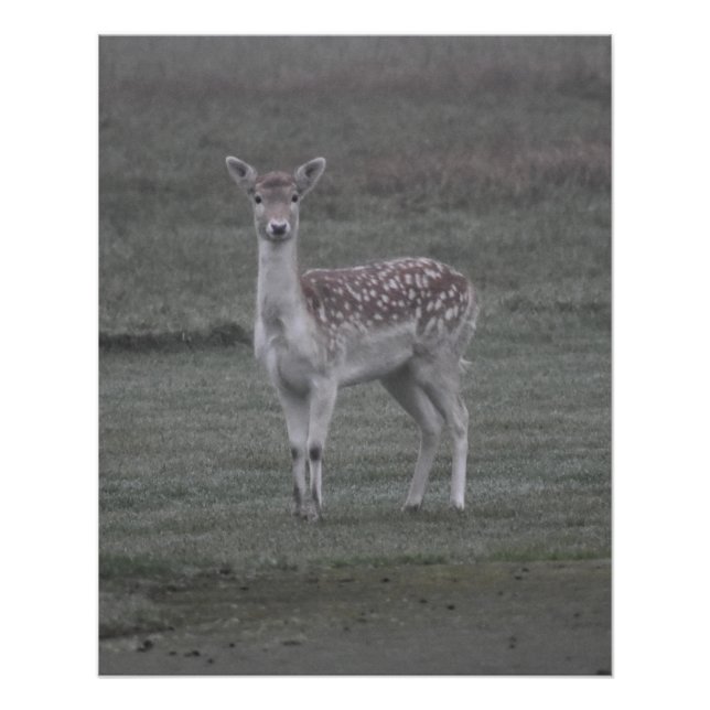 Poster Cerf (Devant)