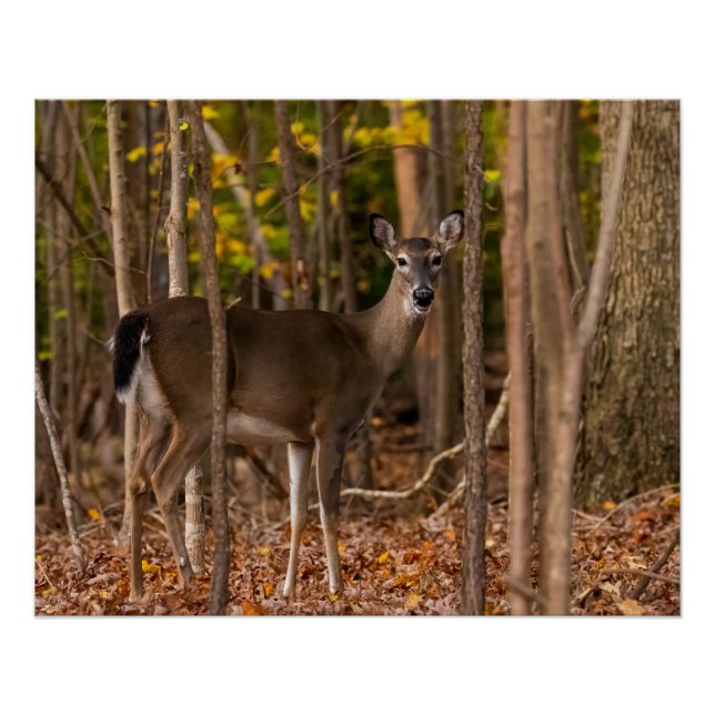 Poster Cerf à Woods (Devant)