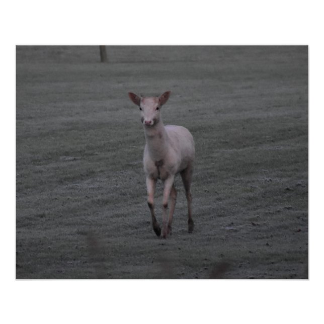 Poster Cerf blanc (Devant)