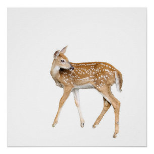 Poster Cerf de bébé