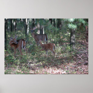 Poster Cerf de Virginie dans le Poconos. copie 0200