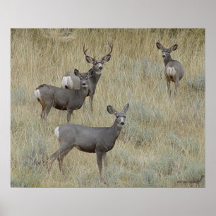 Poster Cerf mulet D18