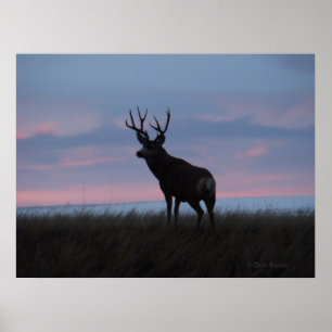 Poster Cerf mulet D3 lever de soleil