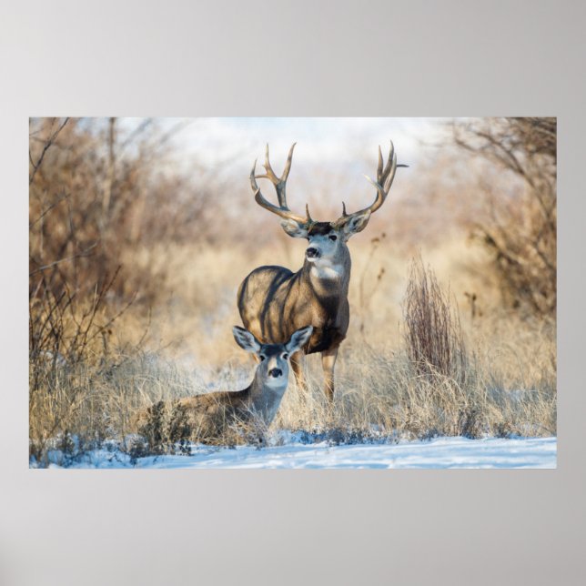 Poster Cerf mulet mâle et femelle (Devant)