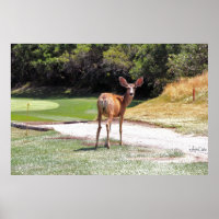 cerf vous regarder photographie réimprimer grand