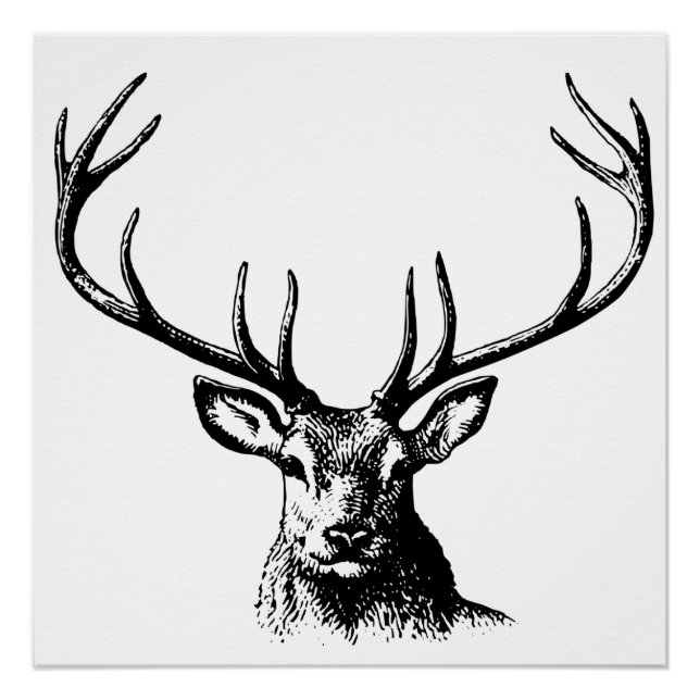 Poster Cerfs Animaux Antlers Nature Faune Hornes Pots (Devant)
