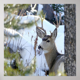 Poster Cerfs Dans La Neige