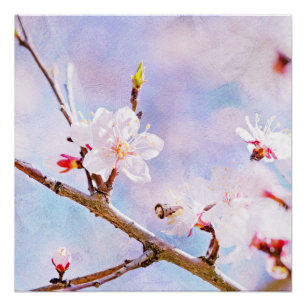 Poster Cerise Japonaise - Sakura En Fleur