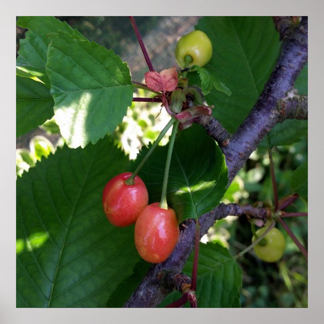 Poster Cerises en rouge (Devant)